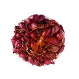 cibula-sadz-cervena-karmen-16-21mm-250-g-7aa8b34b-c043-40b5-96ea-89af4551cbf3.jpg