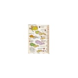 mapa-a3-sr-cesta-k-samostatnosti-8e946afb-6afd-498d-bc43-ac1614e1088a.webp
