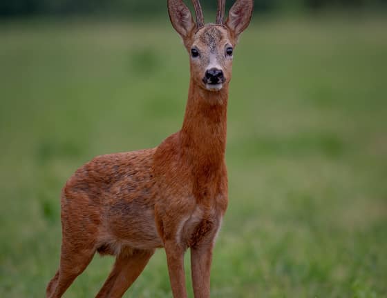 NOVÉ FOTO