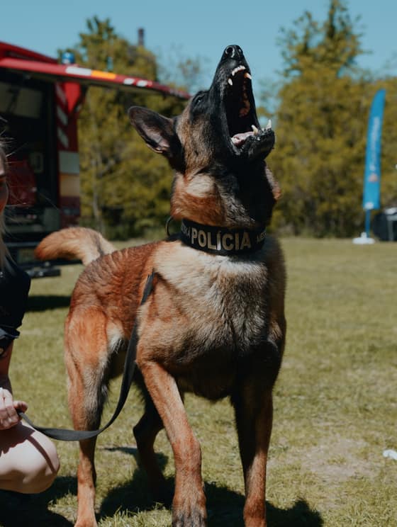 Deň  v happy paw´s
