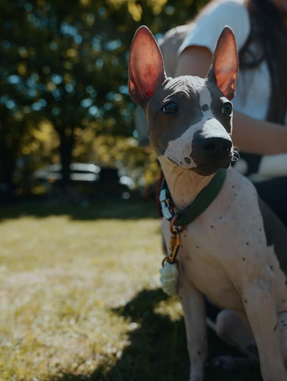 Deň  v happy paw´s