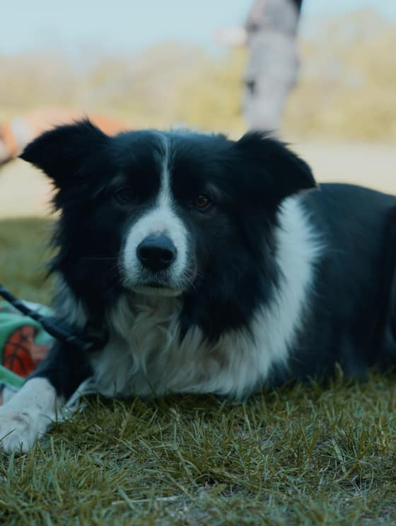 Deň  v happy paw´s
