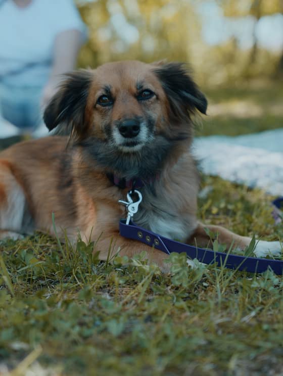 Deň  v happy paw´s