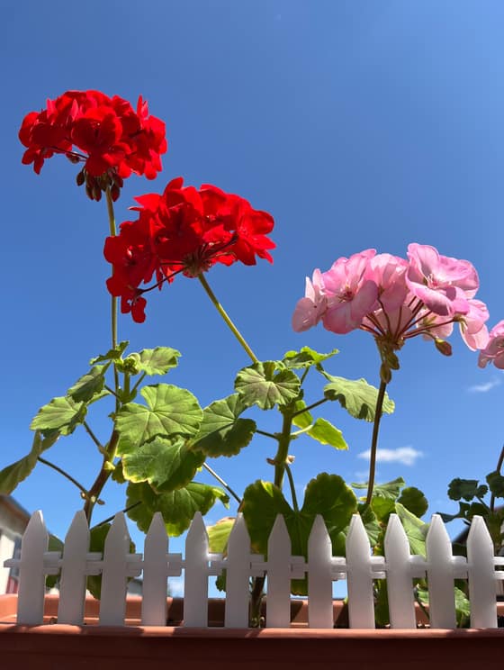Puzzle záhradný plot