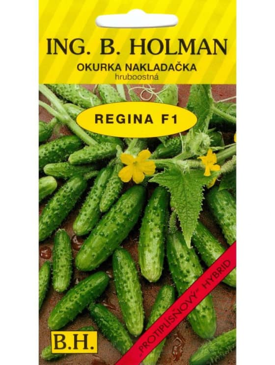 Uhorky nakl. Regina F1 H 2,5g HOLMAN-a4eca0b9-654b-42e7-9cb6-dddde180a584.jpg