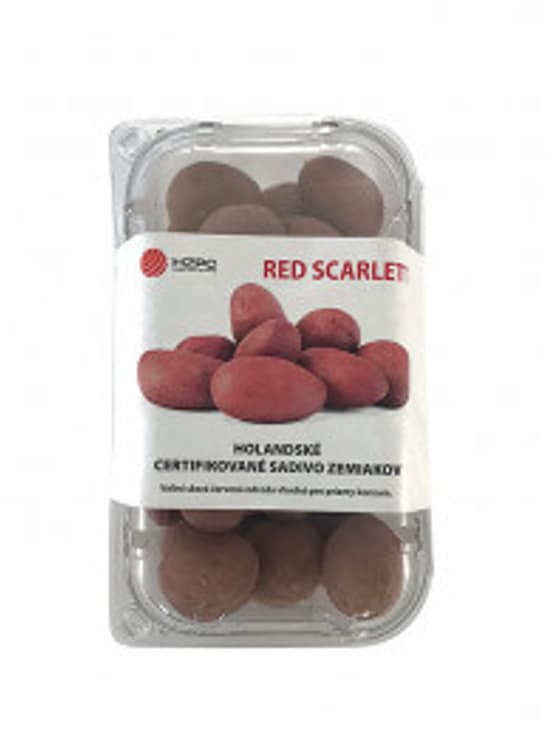 Zemiaky minihluzy Red Scarlet-e694374d-b898-4609-8950-0fbf6f4d3ff7.jpg