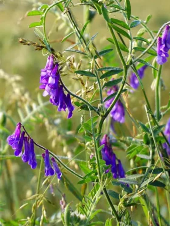 Vika med-205b711b-f8a5-4333-a69d-78906681d5a2.jpg