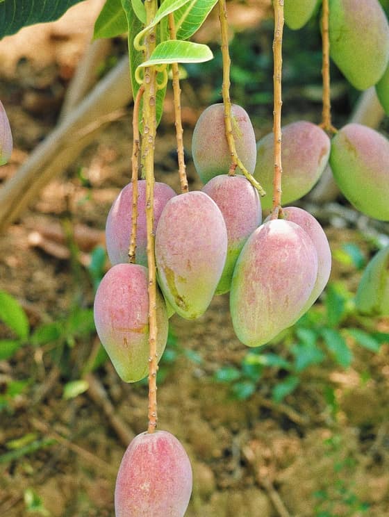 Pastovaný med s mangom-73a311e6-58b4-4f7d-ae1e-7df71723d12e.jpg