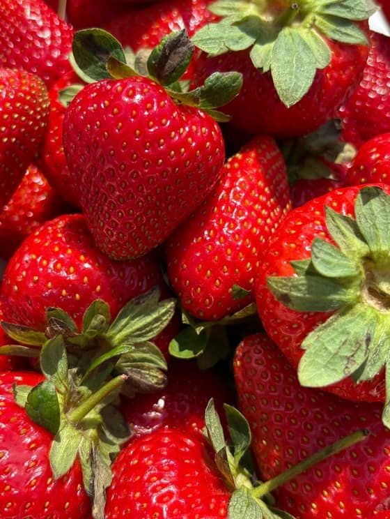 Pastovaný med s jahodami-7cd9ada5-e2fa-4b17-8cff-c579deb238c4.jpg