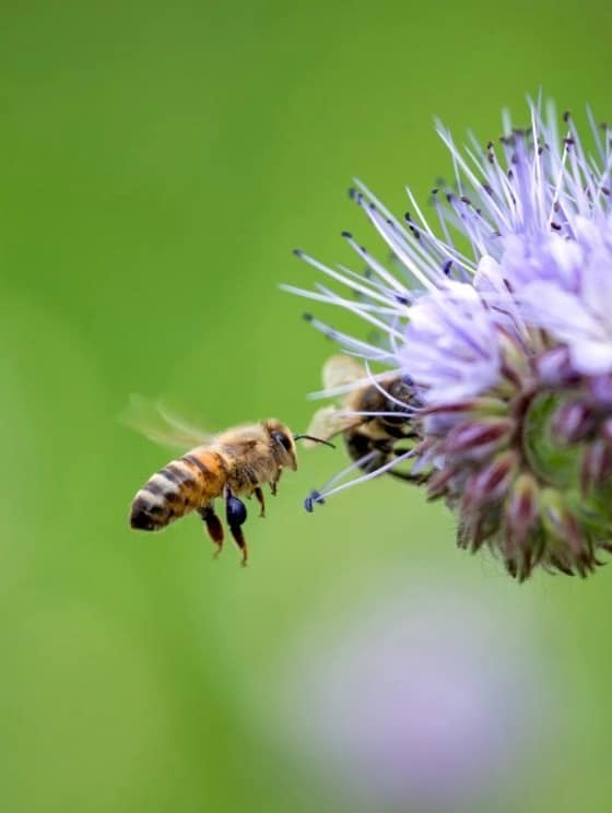 Facéliový med-89f2465b-09ec-4221-a49e-9618daa2e159.jpg