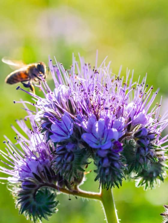 Facéliový med-bc45766f-cf9d-4fd2-a06d-d150c91e19e6.jpg