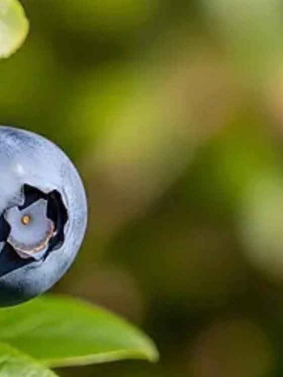 Pastovaný med s čučoriedkami-f557bccf-f482-4c5a-ba62-e3808e5a19b7.jpg