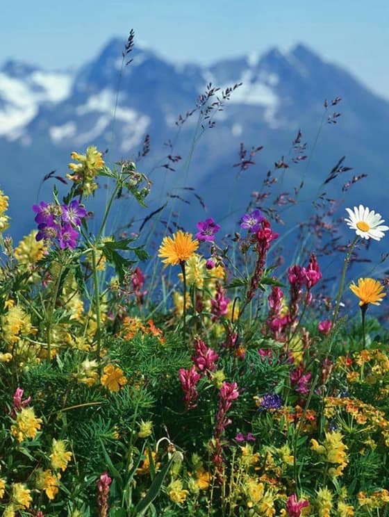 Horský med-fed5ea7d-566e-40fb-b8a8-79cdf5a9cf98.jpg