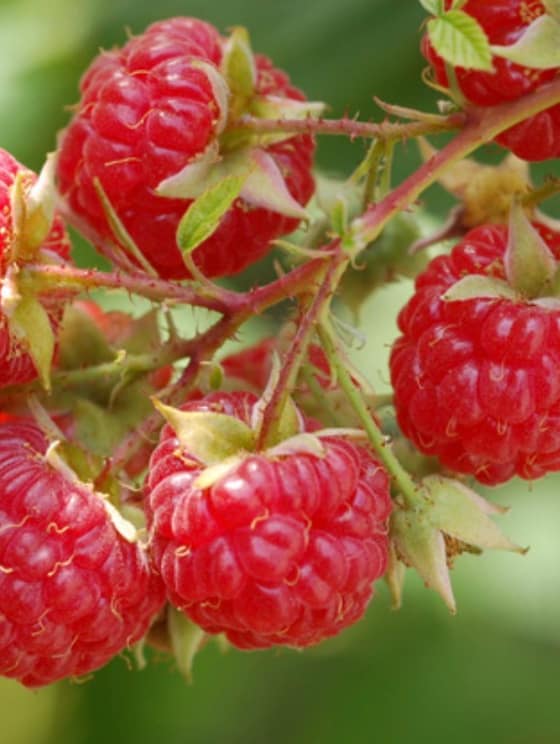 Pastovaný med s malinami-ffe757d2-e7c9-464e-b5ea-ff97d3c3ad34.jpg